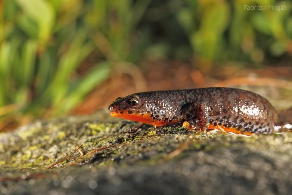 Tritone alpino - Tritone alpino (Ichthyosaura alpestris)