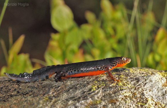 Tritone alpino - Tritone alpino (Ichthyosaura alpestris)