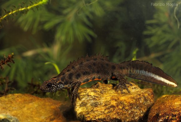 Tritone crestato italiano - Italian crested newt (Triturus carnifex)