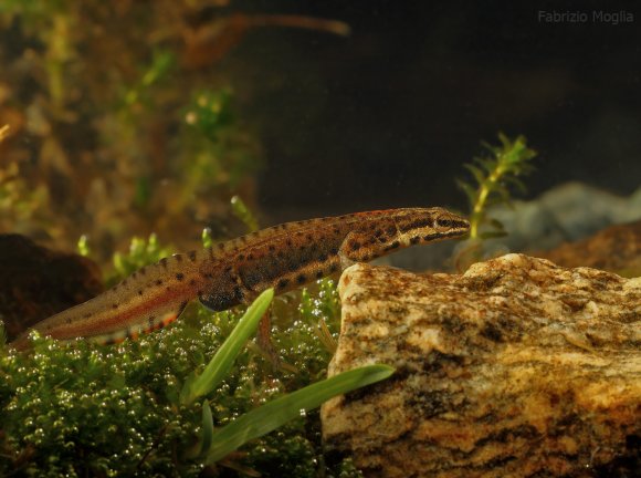 Tritone punteggiato - Common newt (Lissotriton vulgaris)
