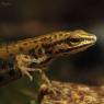 Tritone punteggiato - Common newt (Lissotriton vulgaris)