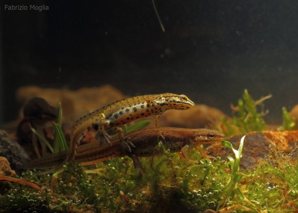 Tritone punteggiato - Common newt (Lissotriton vulgaris)