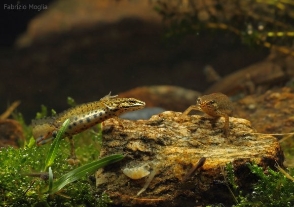 Tritone punteggiato - Common newt (Lissotriton vulgaris)