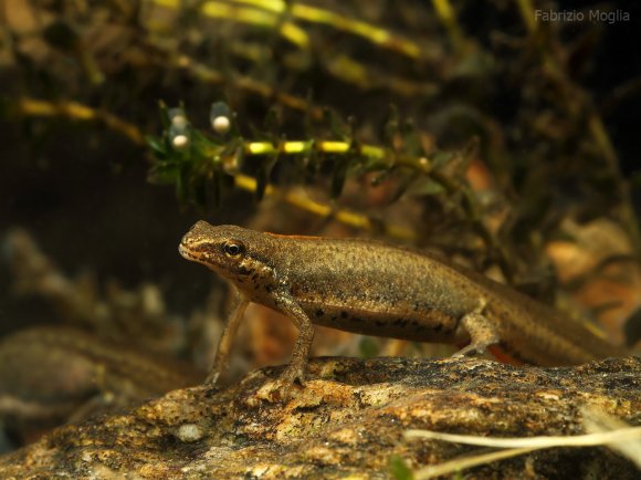 Tritone punteggiato - Common newt (Lissotriton vulgaris)