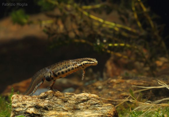 Tritone punteggiato - Common newt (Lissotriton vulgaris)