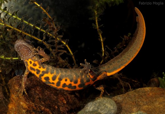 Tritone crestato italiano - Italian crested newt (Triturus carnifex)