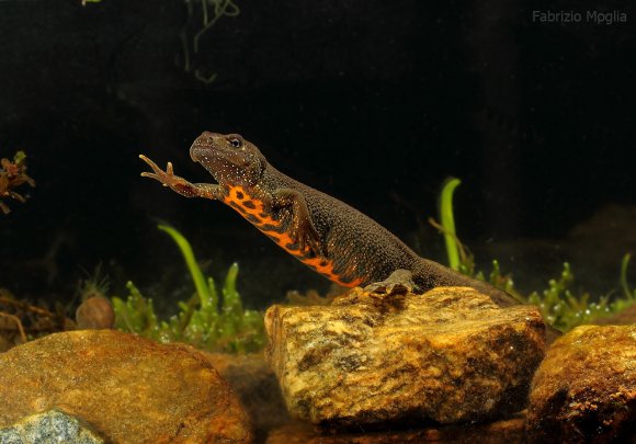 Tritone crestato italiano - Italian crested newt (Triturus carnifex)