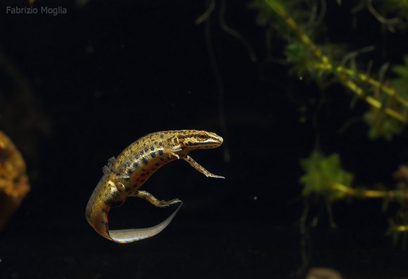 Tritone punteggiato - Common newt (Lissotriton vulgaris)