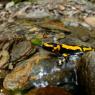 Salamandra pezzata - Fire salamander (Salamandra salamandra)