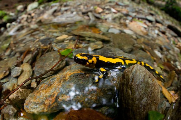 Salamandra pezzata - Fire salamander (Salamandra salamandra)