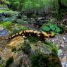 Salamandra pezzata - Fire salamander (Salamandra salamandra)