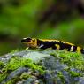 Salamandra pezzata - Fire salamander (Salamandra salamandra)