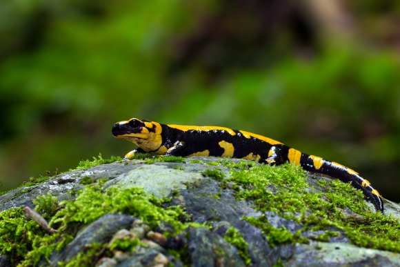 Salamandra pezzata - Fire salamander (Salamandra salamandra)