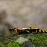 Salamandra pezzata - Fire salamander (Salamandra salamandra)