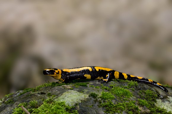 Salamandra pezzata - Fire salamander (Salamandra salamandra)