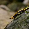 Salamandra pezzata - Fire salamander (Salamandra salamandra)