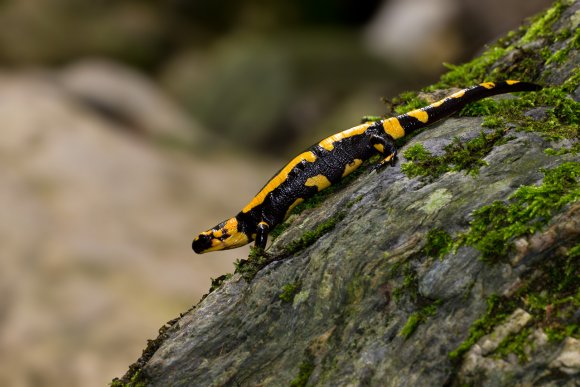 Salamandra pezzata - Fire salamander (Salamandra salamandra)