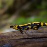 Salamandra pezzata - Fire salamander (Salamandra salamandra)