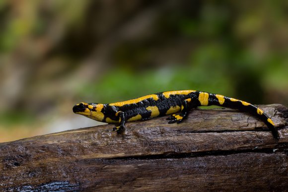 Salamandra pezzata - Fire salamander (Salamandra salamandra)