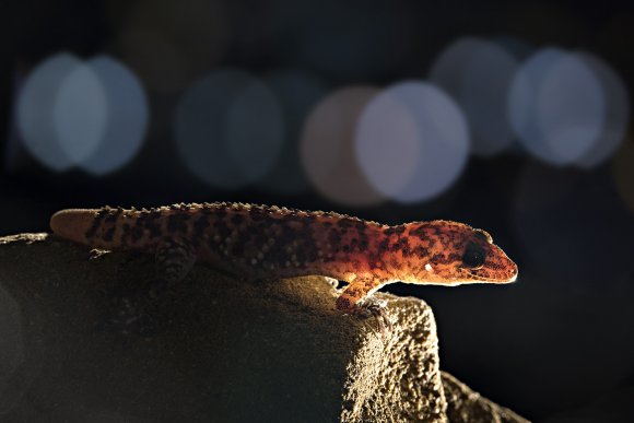 Geco verrucoso - Mediterranean house gecko (Hemidactylus turcicus)