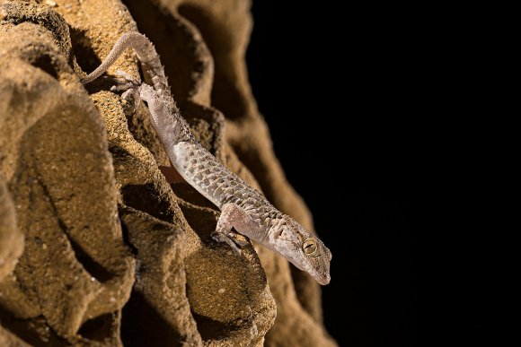 Geco comune - European common gecko (Tarentola mauritanica)