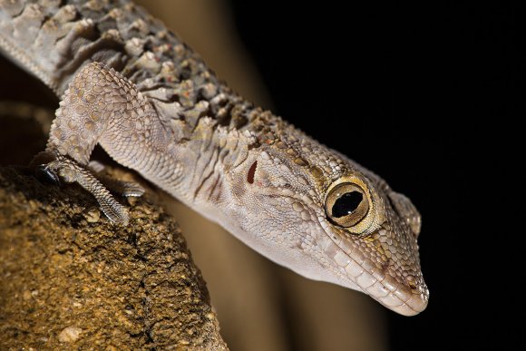 Geco comune - European common gecko (Tarentola mauritanica)