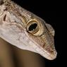 Geco comune - European common gecko (Tarentola mauritanica)