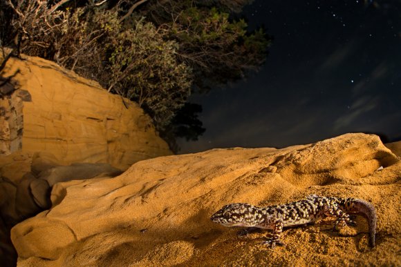 Geco verrucoso - Mediterranean house gecko (Hemidactylus turcicus)