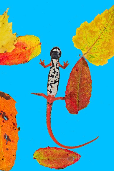 Salamandrina dagli occhiali - Spectacled salamander (Salamandrina terdigitata)