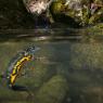 Tritone crestato italiano - Italian crested newt (Triturus carnifex)