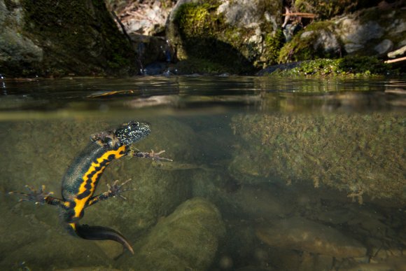 Tritone crestato italiano - Italian crested newt (Triturus carnifex)