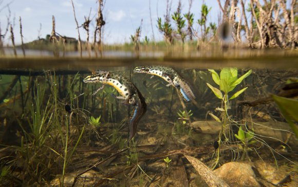 Tritone punteggiato - Common newt (Lissotriton vulgaris)