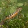 Tritone punteggiato - Common newt (Lissotriton vulgaris)