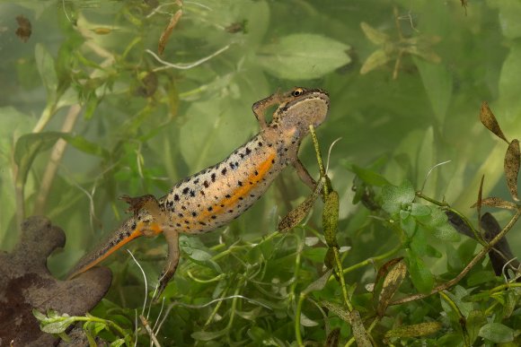 Tritone punteggiato - Common newt (Lissotriton vulgaris)