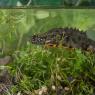 Tritone crestato italiano - Italian crested newt (Triturus carnifex)