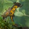 Tritone crestato italiano - Italian crested newt (Triturus carnifex)