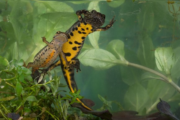 Tritone crestato italiano - Italian crested newt (Triturus carnifex)