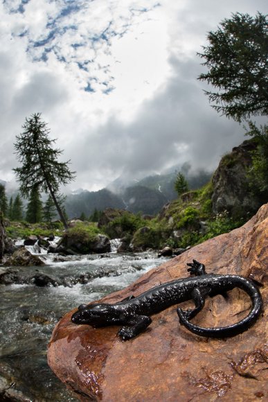 Salamandra di Lanza - Lanza's alpine salamander (Salamandra lanzai)