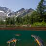 Tritone alpino - Alpine newt (Ichthyosaura alpestris)