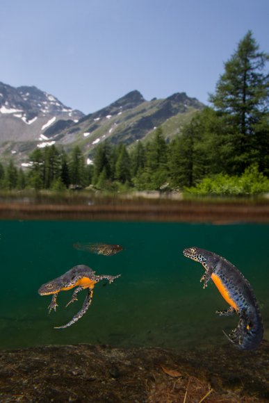 Tritone alpino - Alpine newt (Ichthyosaura alpestris)