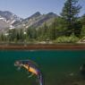 Tritone alpino - Alpine newt (Ichthyosaura alpestris)