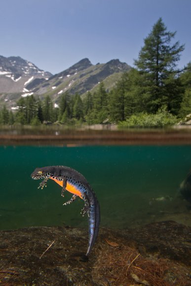 Tritone alpino - Alpine newt (Ichthyosaura alpestris)