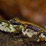 Geotritone di Strinati - European cave salamanders (Hydromantes strinatii)