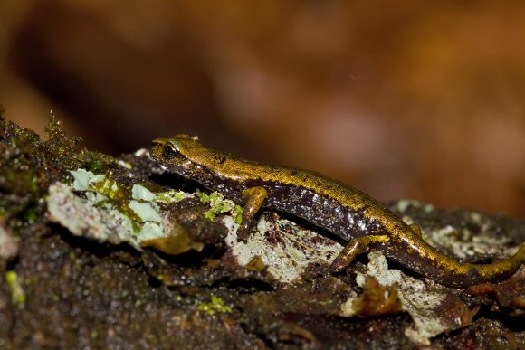 Geotritone di Strinati - European cave salamanders (Hydromantes strinatii)