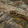 Geotritone di Strinati - European cave salamanders (Hydromantes strinatii)