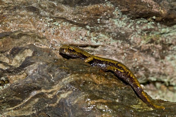 Geotritone di Strinati - European cave salamanders (Hydromantes strinatii)