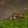 Geotritone di Strinati - European cave salamanders (Hydromantes strinatii)