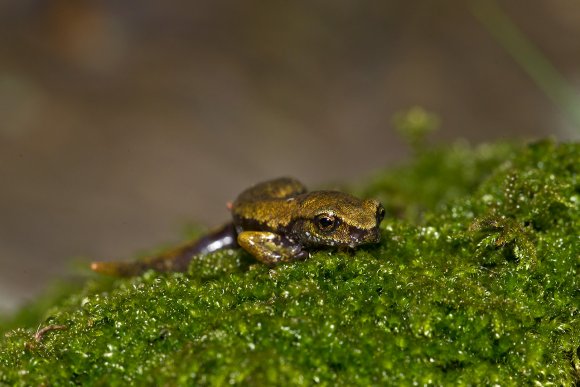 Geotritone di Strinati - European cave salamanders (Hydromantes strinatii)