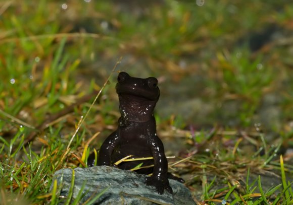 Salamandra di Lanza - Lanzai Salamander (Salamandra lanzai)