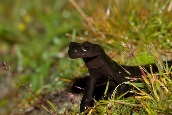 Salamandra di Lanza - Lanzai Salamander (Salamandra lanzai)